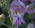 Penstemon_grinnellii