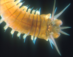 Perinereis_vancaurica_tetradentata