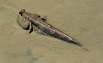 Periophthalmodon_schlosseri