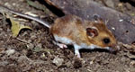 Peromyscus_maniculatus_bairdii