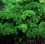 Petroselinum_crispum