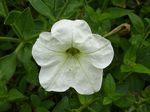 Petunia_axillaris