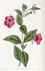 Petunia_integrifolia