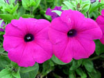 Petunia_integrifolia_subsp__inflata