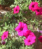 Petunia_x_hybrida