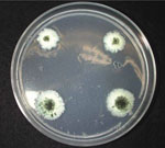 Phaeomoniella_chlamydospora_UCRPC4