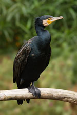 Phalacrocorax_carbo