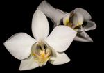 Phalaenopsis_aphrodite_subsp__formosana