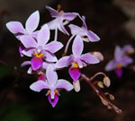 Phalaenopsis_equestris