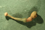 Phascolion_strombus