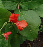 Phaseolus_coccineus