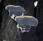 Phellinus_noxius_FFPRI411160