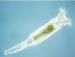 Philodina_roseola