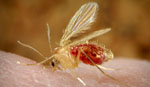 Phlebotomus_papatasi