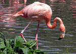 Phoenicopterus_ruber_ruber