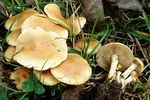 Pholiota_conissans_CIRM_BRFM_674