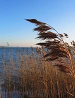 Phragmites_australis