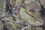 Phylloscopus_trochiloides_trochiloides