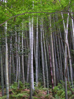 Phyllostachys_edulis