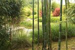 Phyllostachys_praecox