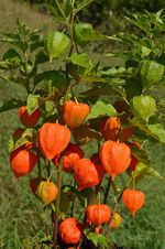 Physalis_alkekengi_var__franchetii