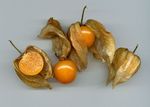 Physalis_peruviana