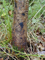 Phytophthora_alni_subsp__alni