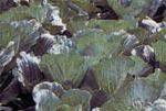Phytophthora_brassicae