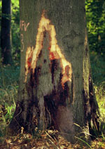 Phytophthora_cambivora
