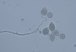 Phytophthora_megakarya_zdho120