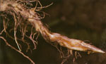 Phytophthora_parasitica