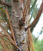 Phytophthora_pinifolia_strain_CBS_122922