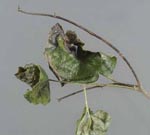 Phytophthora_ramorum_CC1011