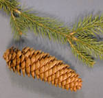 Picea