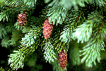 Picea_engelmannii_x_Picea_sitchensis