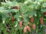 Picea_glauca