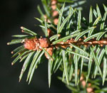 Picea_sitchensis