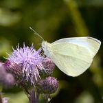 Pieris_rapae