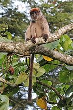 Piliocolobus_tephrosceles