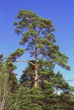 Pinus