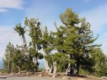 Pinus_albicaulis