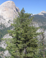 Pinus_lambertiana