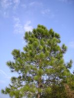 Pinus_massoniana