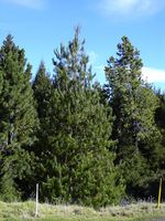 Pinus_patula
