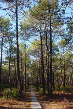 Pinus_pinaster