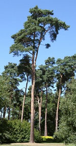 Pinus_sylvestris