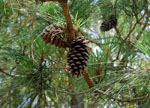 Pinus_taeda