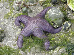 Pisaster_ochraceus