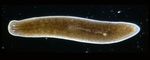 Planaria_torva