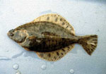 Platichthys_flesus